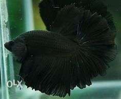 Jet black betta fish