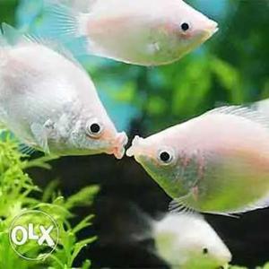 Kissing Gourami Fish
