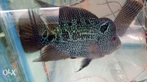 Kml flower horn fish with hump for sale.