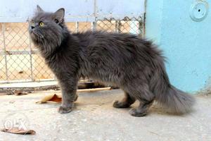 Long-haired Grey pershion Cat male