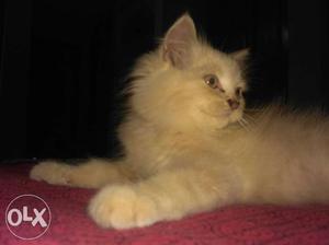 Long-haired White Kitten