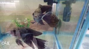 Long tail Oscar fish pair for sale.