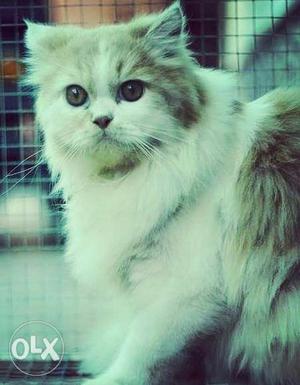 Male persian cat / only need sincere buyers