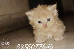 New born baby kitten, super doll face at very