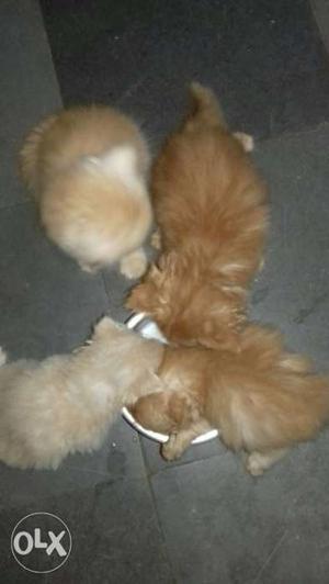 Orange And Brown Kittens
