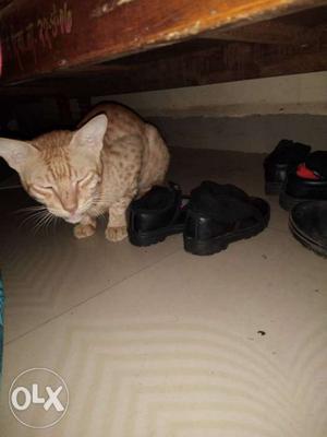 Orange Tabby Cat And Pair Of Black Leather Dress Shoes