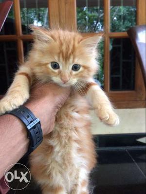 Orange Tabby Persian cat kitten. Nego