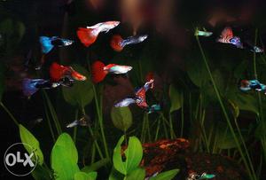 Ornamental Fishes.. ready for sale
