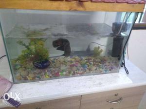 Oscar fish tank