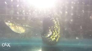 Pair of guppy and sarivaalen