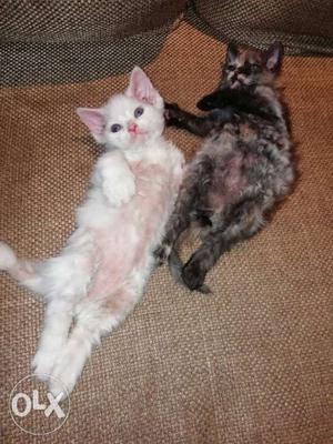 Percian Gray And White Kittens male female