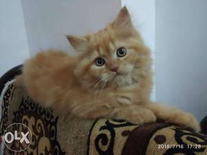 Persian Cats: 2 White and 1 orange male persian