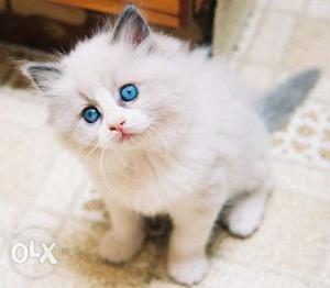 Persian cat 2 months old cat good trained and friendly nat