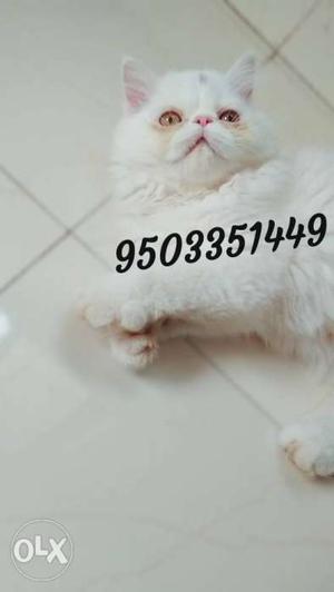 Persian cat Extreme punch male kitten available.