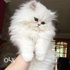 Persian cat female 2 months old very very friendly and he