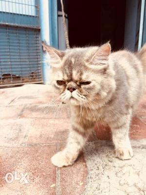Persian cat female 7 month old