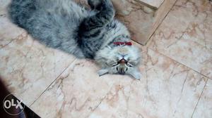 Persian cat male 11months old urgent sale contact