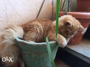 Persian cat male 5 months doll face pure breed