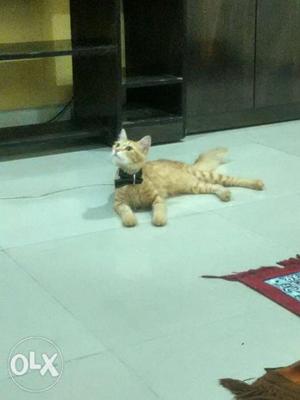 Persian cross breed cat