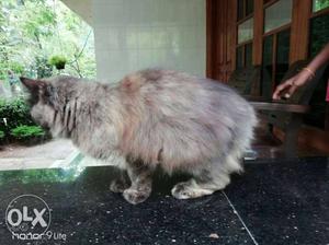 Persian female 9 months age...in heat home