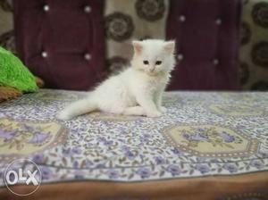 Persian female kitten doll face
