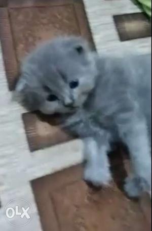 Persian kitten 45 days old With kitten food and