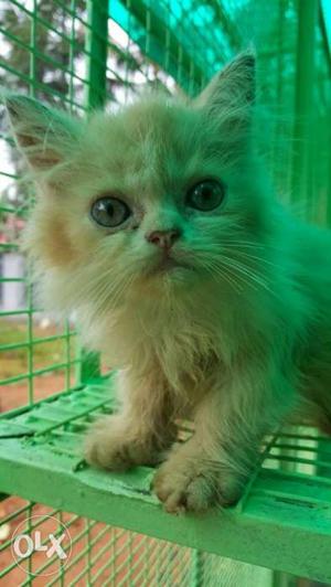 Persian kitten. Lovable and friendly