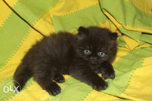 Persian kitten available for sale.black,snow
