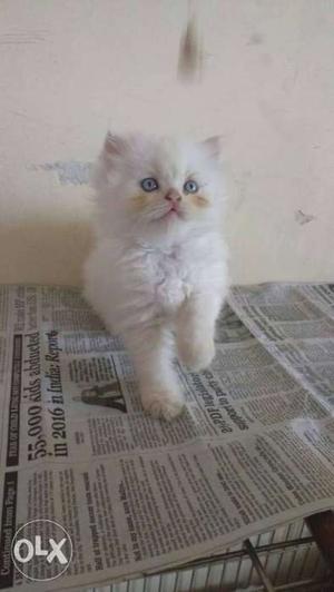 Persian kitten available for sell very playfully