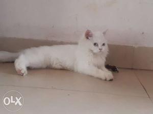 Persian kitten male white 3+mth old for sale
