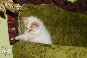 Persian kitten semi punched bicolor male kitten available