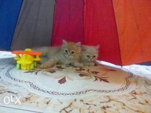 Persian kittens 2 months