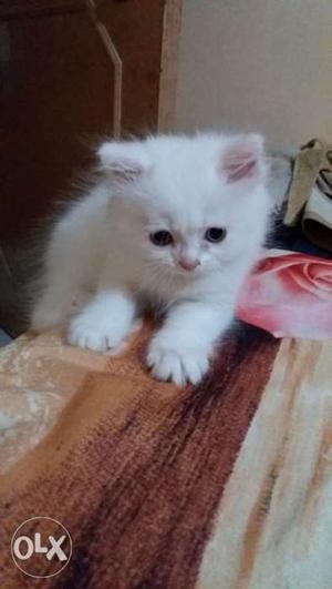 Persian kittens pure white..