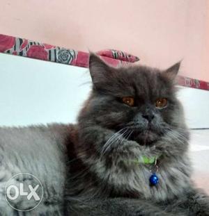 Persian male cat stone grey 1 year old for sale (price