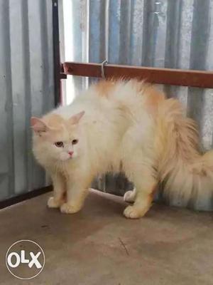 Persian proven male cat