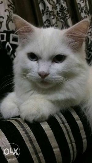 Persian white kittens 1male 1 female