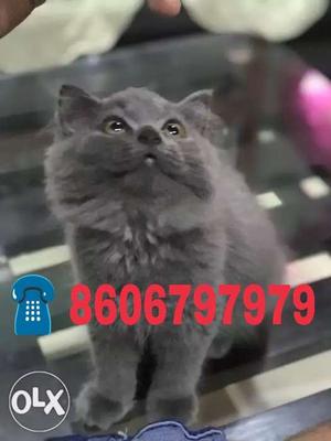 Persion Cat. good quality long hair, Helthi Hash