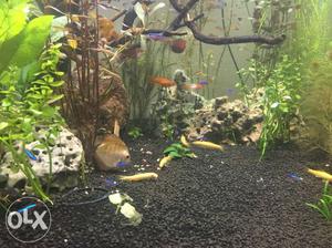 Planted Aquarium with high quality tetra and