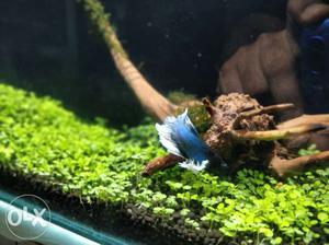 Planted Nano aquarium