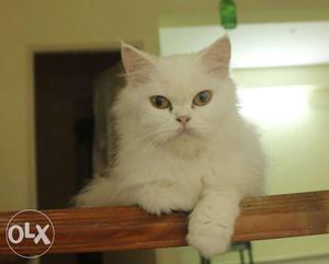 Pure Breed. White Persian Cat. Female