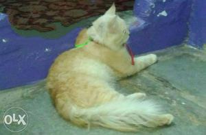 Pure Persian Cat healthy female 1 year old..