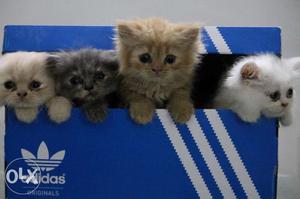 Pure Persian Kittens 2 months old for SALE. Only serious