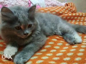 Pure presion cats male female both full trained