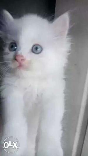 Pure white Kittens available pure persion good