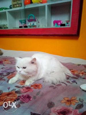 Pure white Persian cat male 1 year 4 Month with