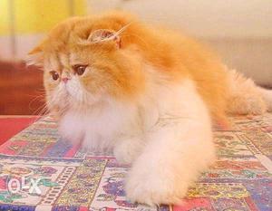 Quite Persian breed for sale CASH ON DELIVERY