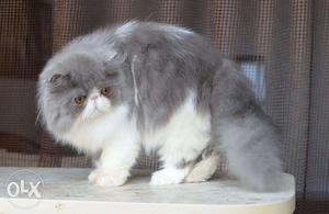 Quite Persian cat kitten breed for sale CASH ON DELIVERY