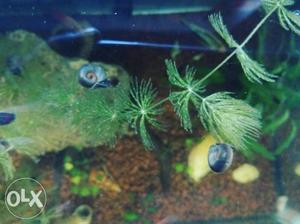 Ramshorn Snails for Fish Tank