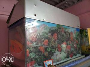 Rectangular Gray House-framed Fish Tank