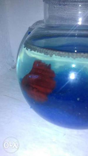 Red Fish In Kochi